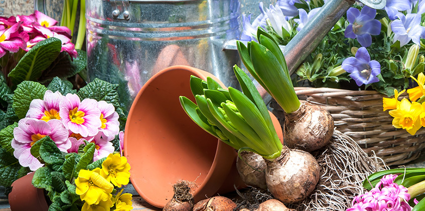 Blumenzwiebeln - Tipps für Einpflanzen, Pflege und Überwintern