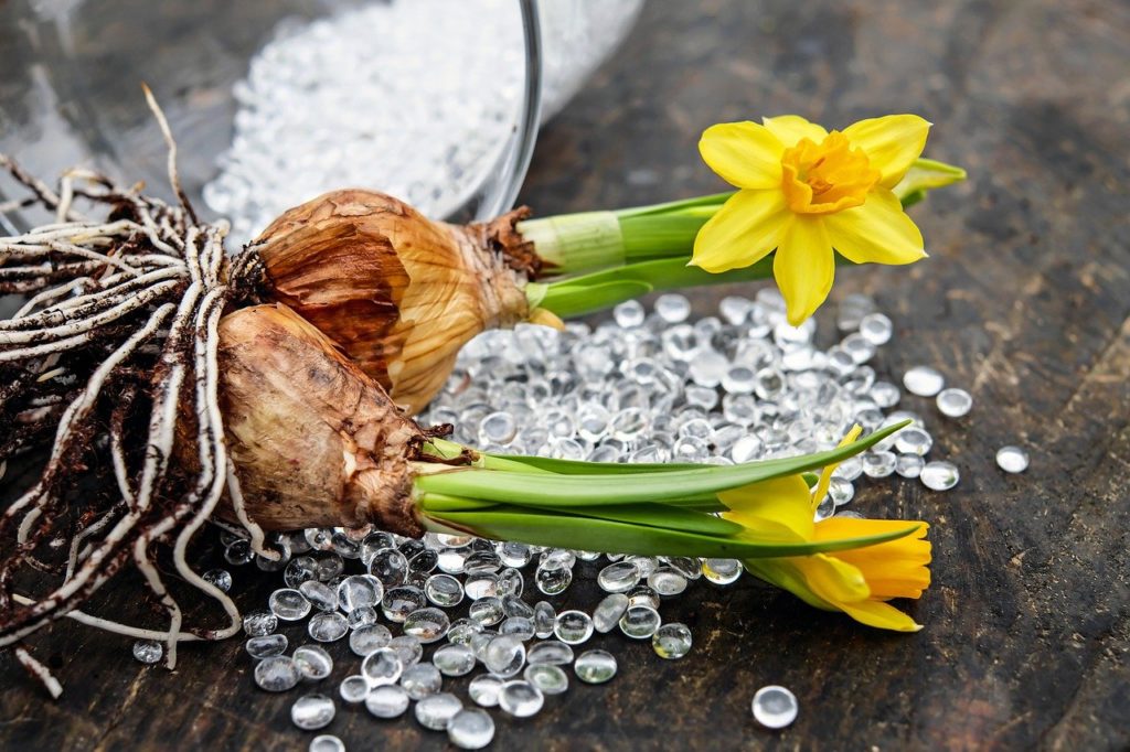 Blumenzwiebeln Tipps für Einpflanzen, Pflege und Überwintern