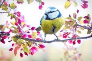 Wie kann man Vögeln im Garten helfen